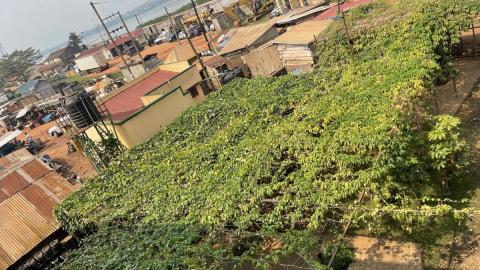 CLIMATE ADAPTATION MODALITIES CCAM